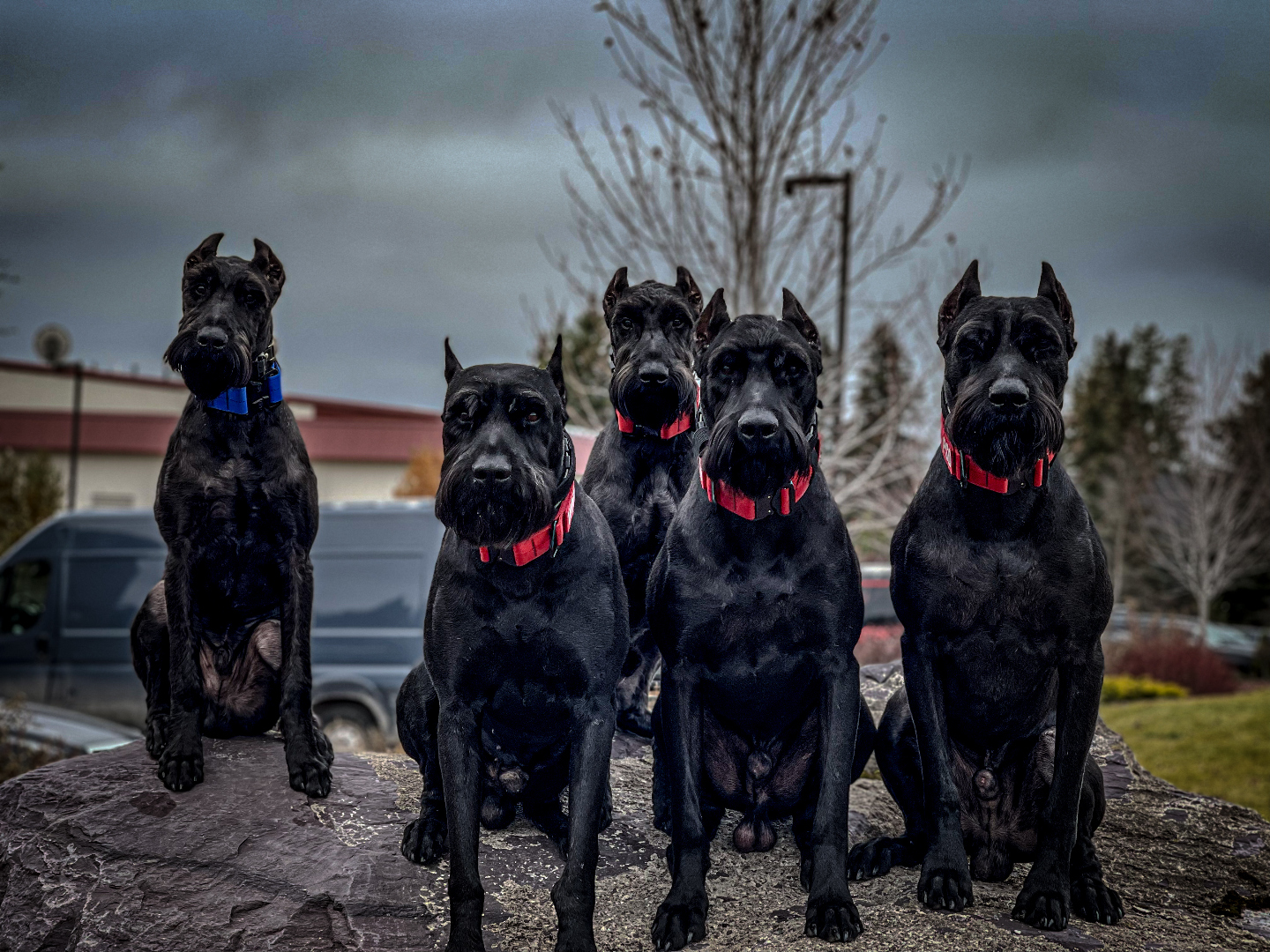 Three US-CSOG alpha males with two six-month-old prospects — Giant Schnauzers, all cropped ears, docked tails.