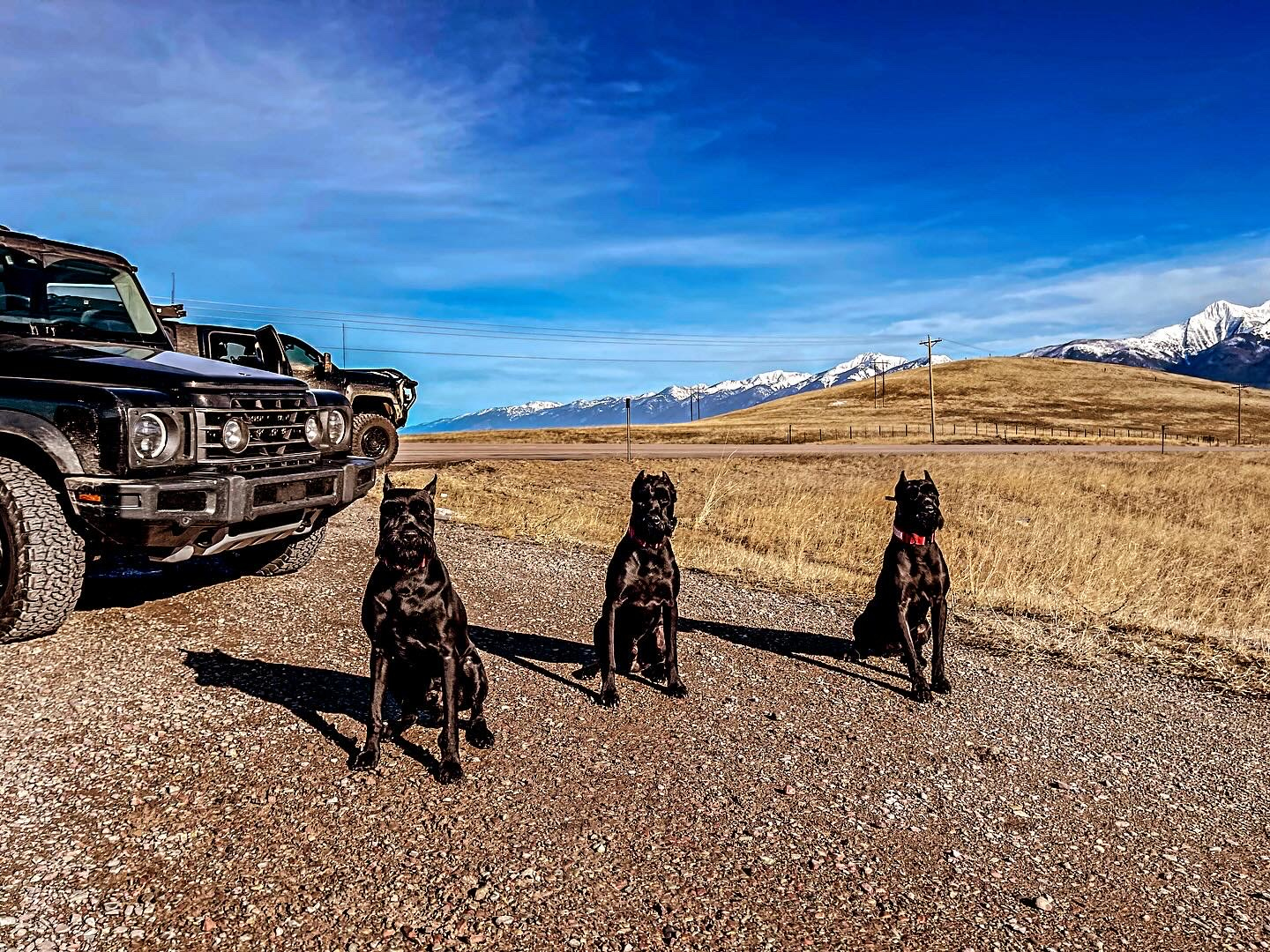 K1K9 Giant Schnauzer — lineage frame 01