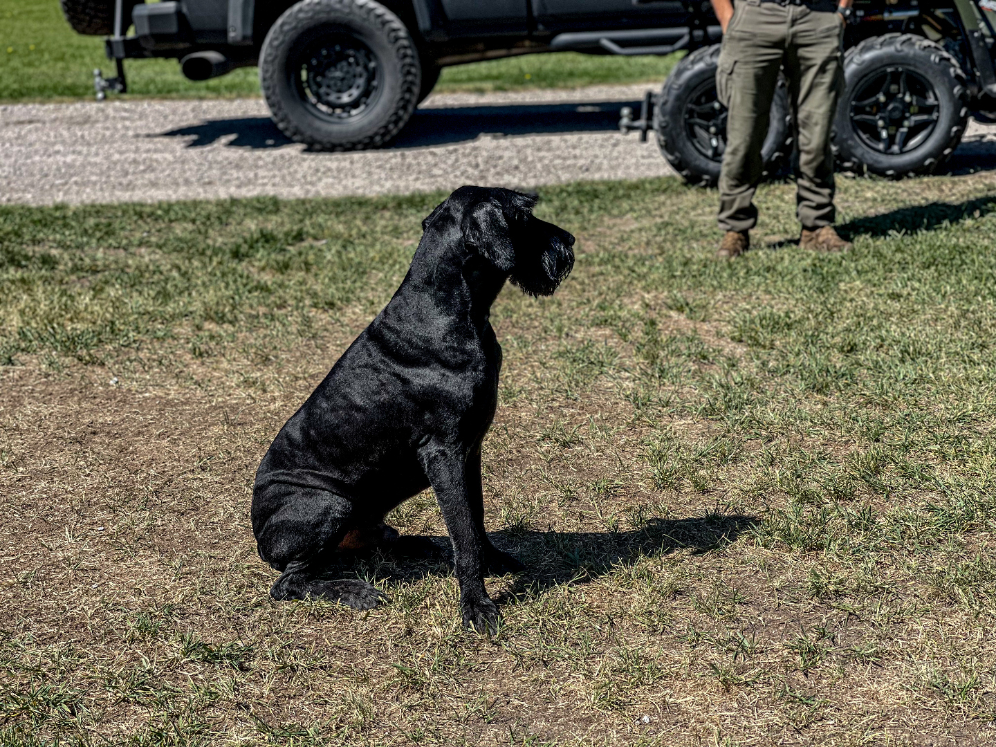 K1K9 Giant Schnauzer — lineage frame 07