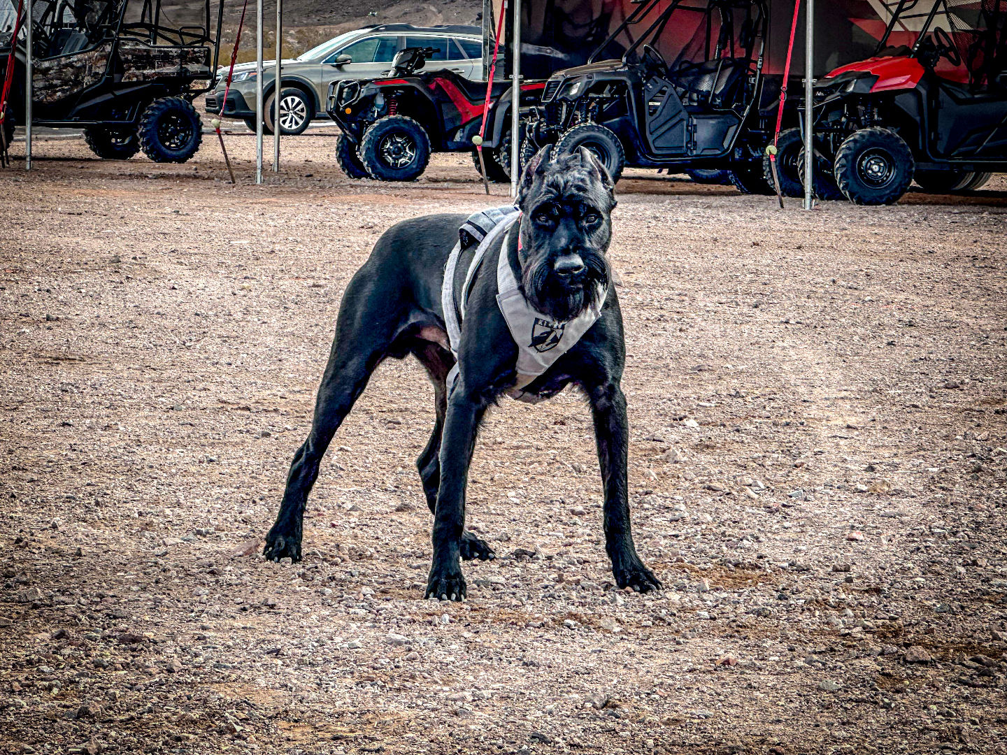 K1K9 Giant Schnauzer — lineage frame 08