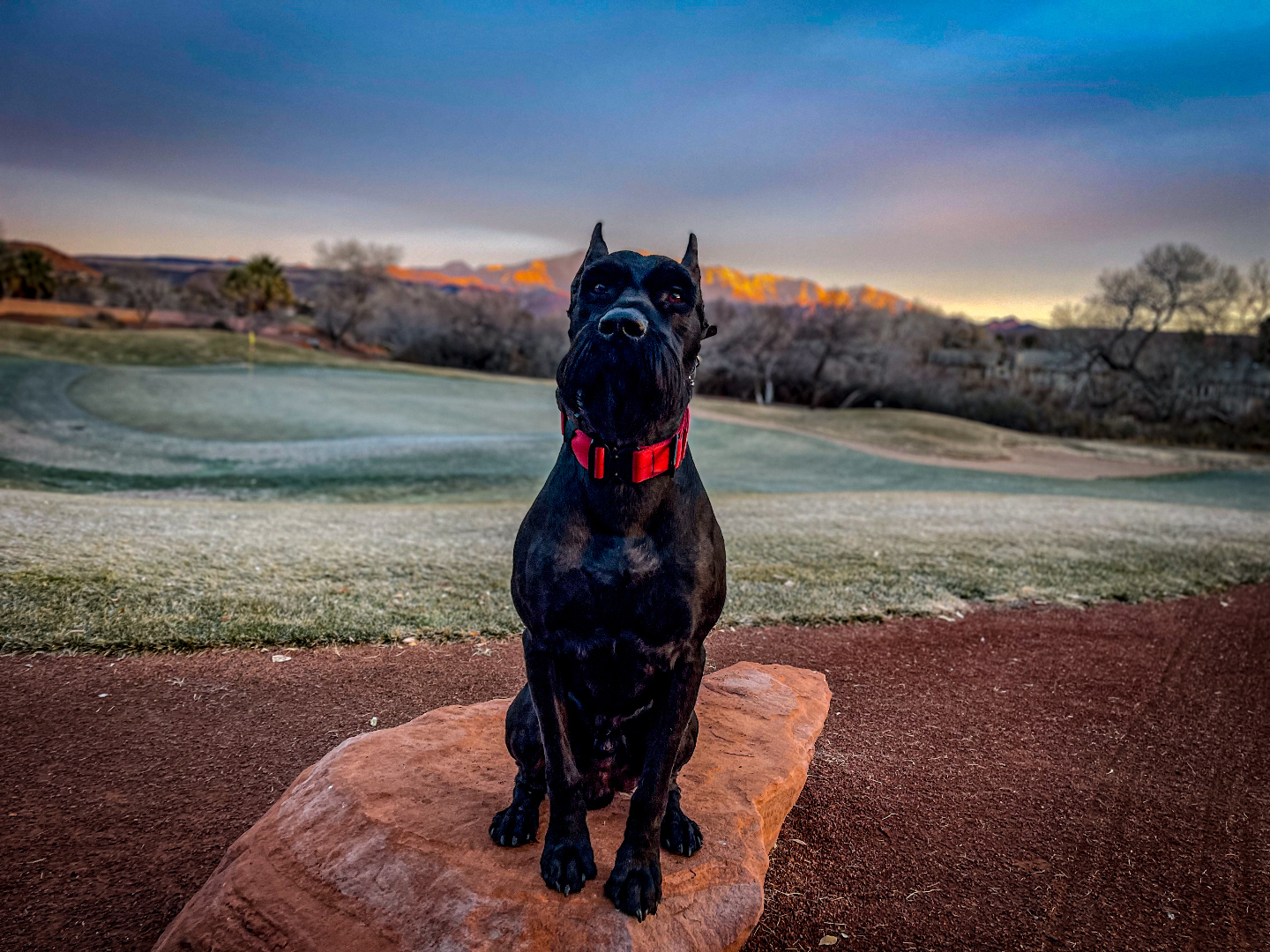 K1K9 Giant Schnauzer — lineage frame 10