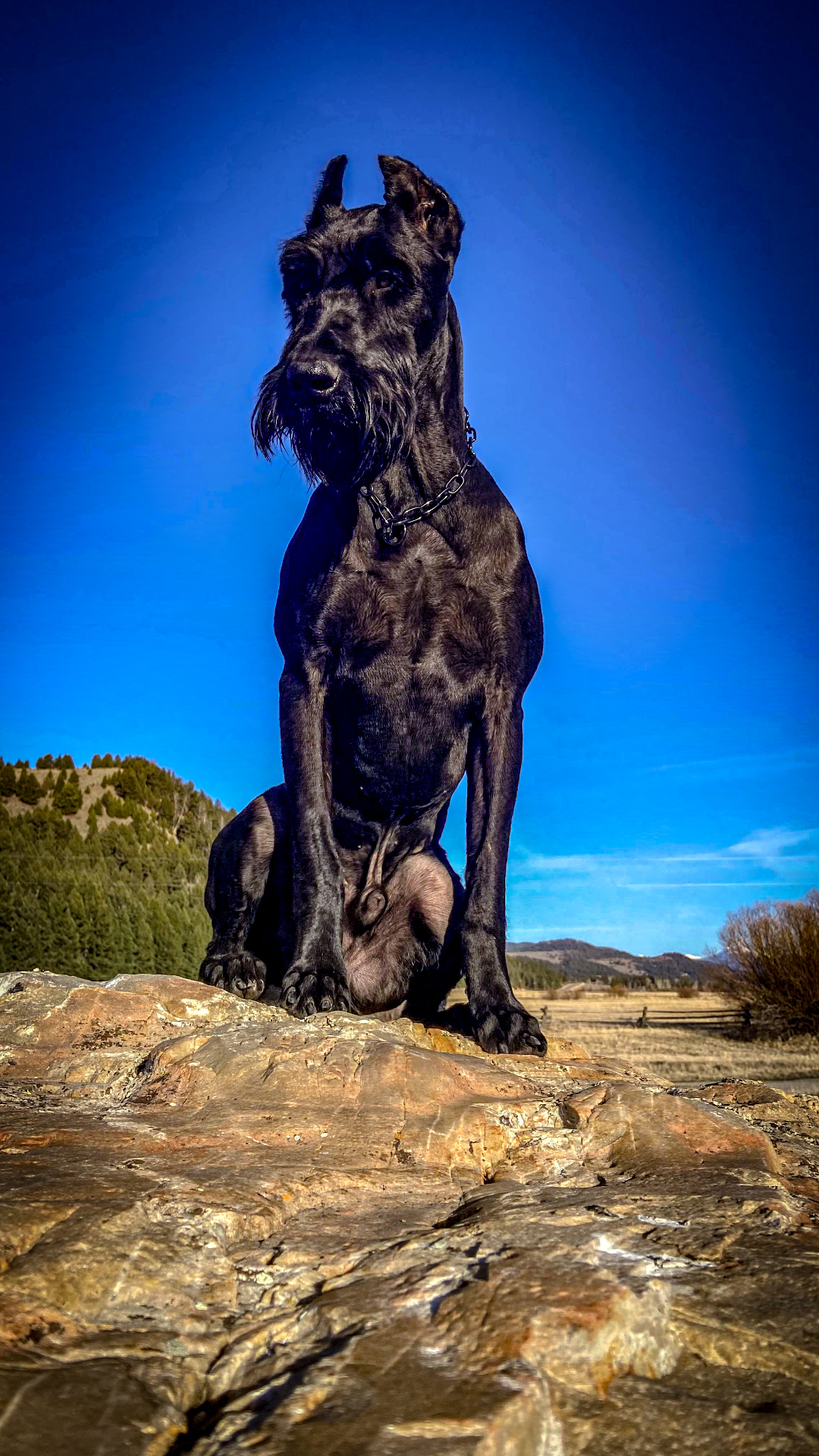 K1K9 Giant Schnauzer — lineage frame 14