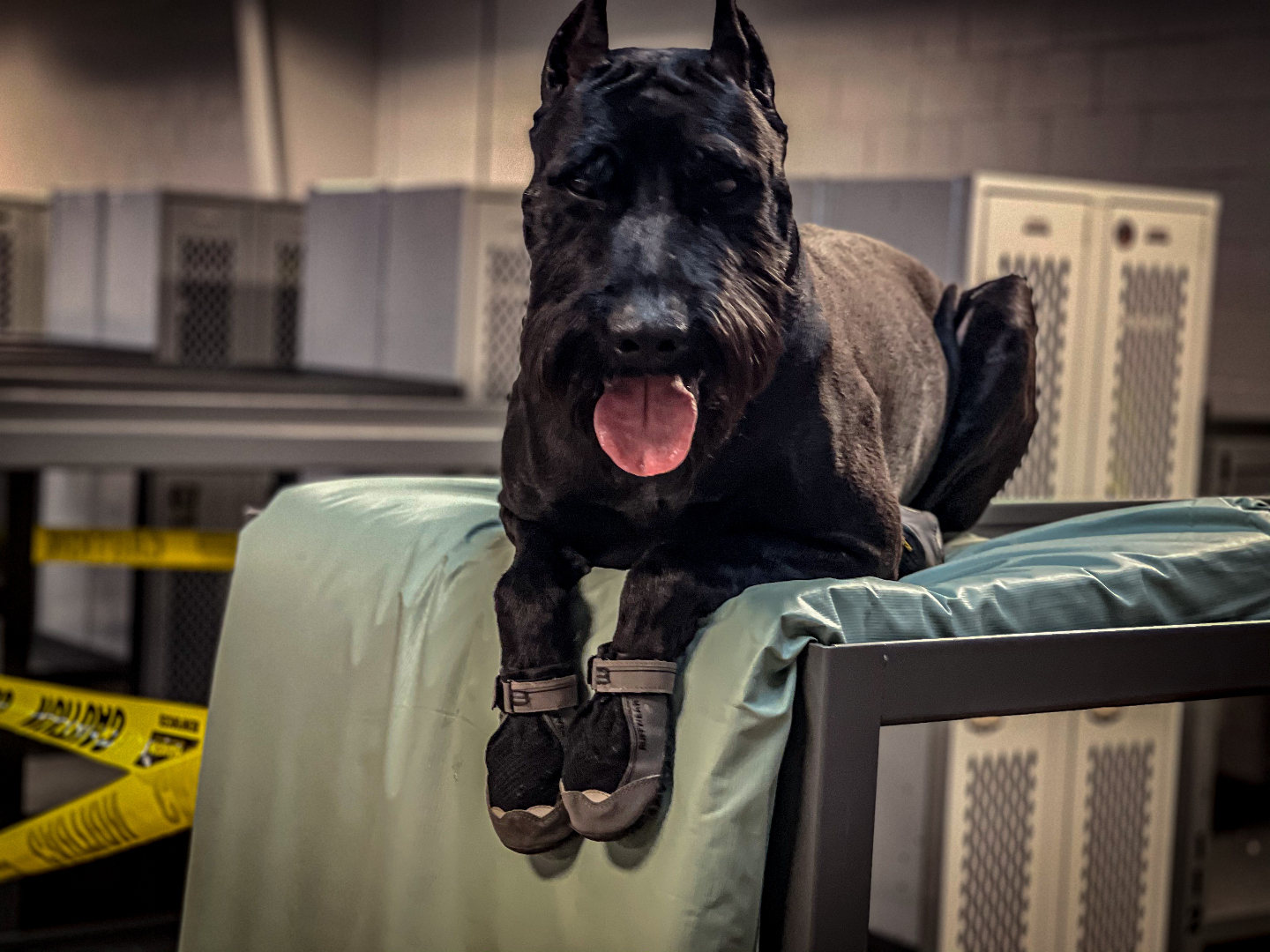 K1K9 Giant Schnauzer — lineage frame 15