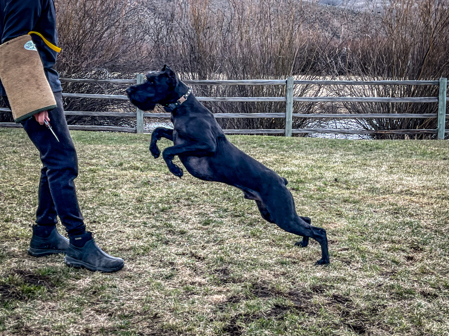 K1K9 Giant Schnauzer — lineage frame 16